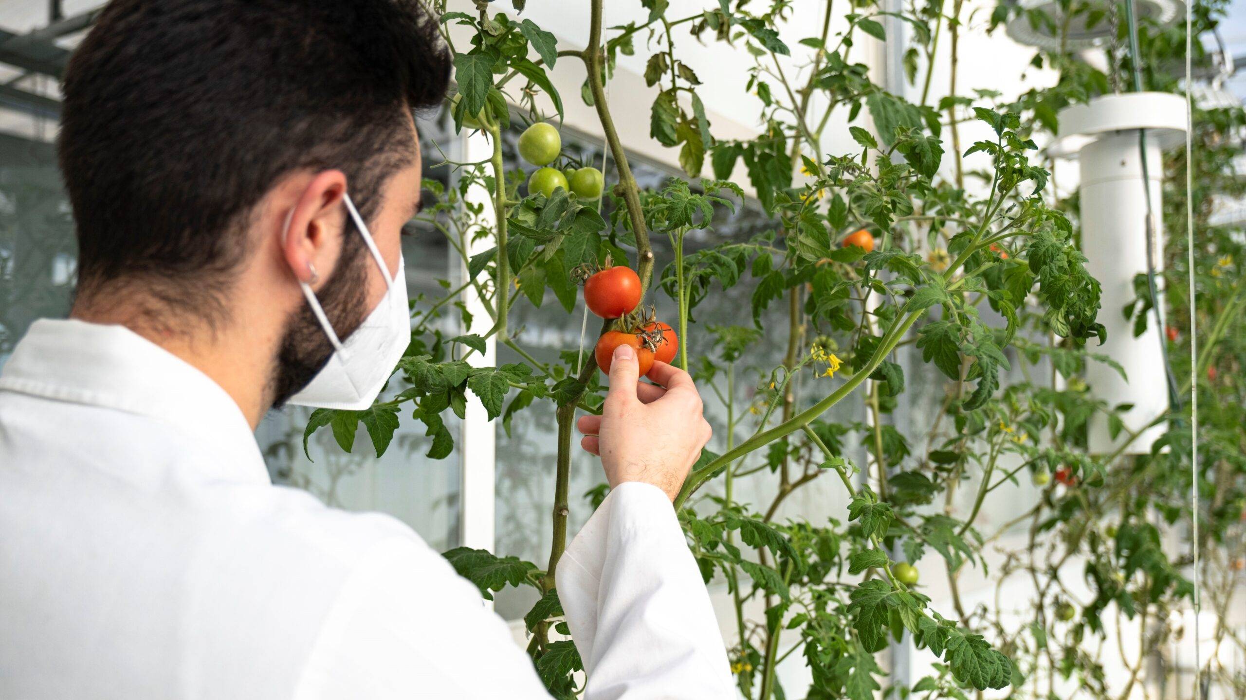 Tomate-pared-detener-marchitez-bacteriana|Tomate-pared-detener-marchitez-bacteriana|Tomate-pared-detener-marchitez-bacteriana